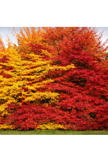 Доросле дерево Парротії в осінніх фарбах